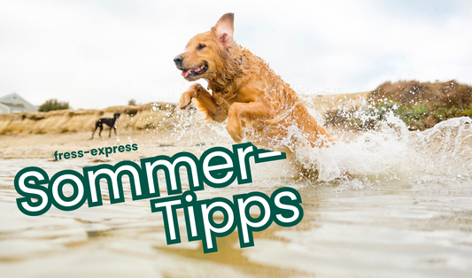 Sommerprodukte für Hunde & Katzen – Abkühlung, Trinkhilfen & mehr