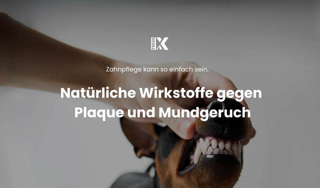 Natürliche Zahnpflege Hund Zahnreinigung - wie Tierarztkosten sparen