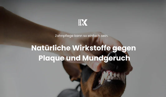 Natürliche Zahnpflege Hund Zahnreinigung - wie Tierarztkosten sparen