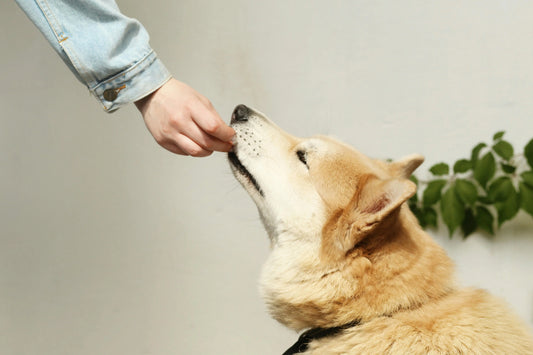 Selbstgemachte Hundeleckerlis ohne Zucker